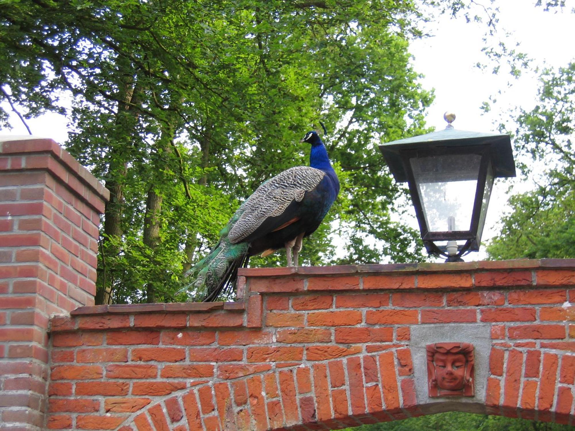 Londons Cottage Hilversum Bagian luar foto